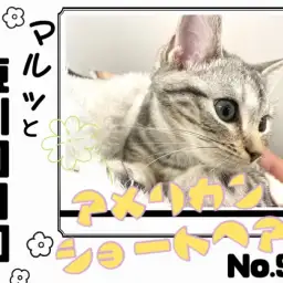 【 マルっと東川口日和No.99 】元気と甘えがMAX！おでかけOKアメショちゃん