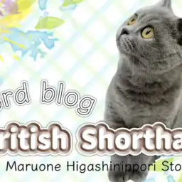 【 ブリティッシュショートヘア 】生後5ヶ月を迎えた表情豊かなブリちゃんに注目！