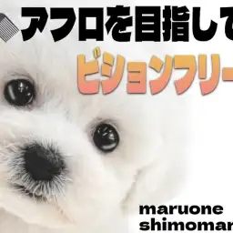 【 ビションフリーゼ 】生粋の愛されキャラ！癒しと笑顔を届ける魅力満天な女の子！