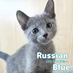 【 ロシアンブルー 】クールな美形男子！甘い性格にギャップ萌え
