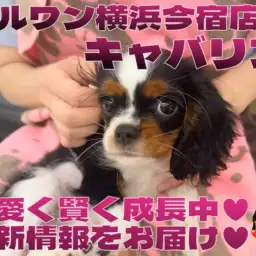【 キャバリア 】可愛く賢く成長中！トライカラーの女の子！最新動画付き！