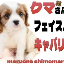 【 キャバリア 】アナタの心をほぐします！おっとりクマ系フェイスの癒し担当ワンコ