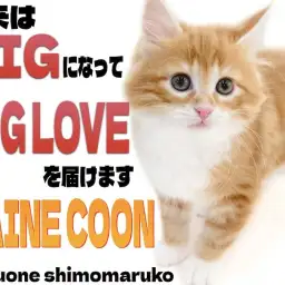 【 メインクーン 】我が家の元気印はお任せあれ！ベビーフェイスの懐っこい女の子！