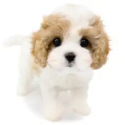 MIX（キャバリアキングチャールズスパニエル×ビションフリーゼ）