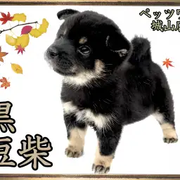 【 豆柴 】見逃し厳禁!絶対に会うべき黒豆柴ちゃん!