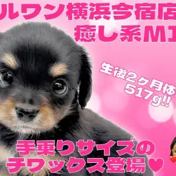 【 チワックス 】チワワとミニチュアダックスの癒し系MIXの女の子が仲間入り！