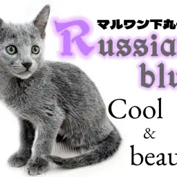 【 ロシアンブルー 】クールな中に優しさを秘めた品格溢れる魅力たっぷりな男の子!