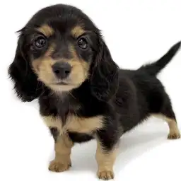 ミニチュア・ダックスフント