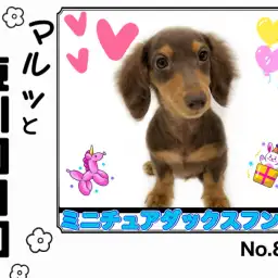 【 マルっと東川口日和No.88 】ずっと一緒に居たい愛嬌満点ダッちゃん!