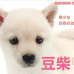 【 豆柴 】非常に希少な白色!気高さと可愛さを併せ持つ女の子!