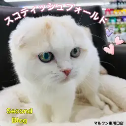 【 スコティッシュフォールド 】居るだけで幸福感満載！幸せ呼ぶ招き猫は最高の相棒