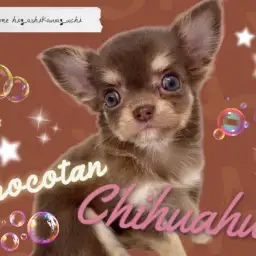 【 チワワ 】チョコレート色の被毛を纏い登場！ミニマムサイズの小さな小さなお姫様