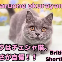 【 ブリティッシュショートヘア 】パーフェクトボディが可愛い甘えん坊ニャンコ！