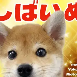 【 柴犬 】横浜元町店に可愛い末っ子気質な柴ちゃんがやってきた!