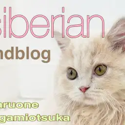 【 サイベリアン 】超甘えんぼう女子に成長中!今見逃せない魅力をまるっとお届け