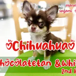 【 チワワ 】ちょっぴり成長!抱っこ大好き&手入れ得意な小柄なチョコタンの男の子