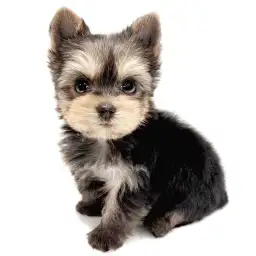 ヨークシャーテリア