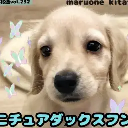 【 ほっこり北通vol.232 】温厚甘えん坊さんなミニチュアダックスフントくん