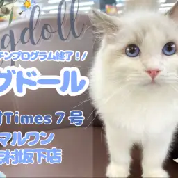 【 ラグドール 】ワクチンプログラムが終了してお外デビューをしたラグドールくん!