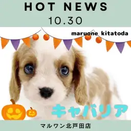 【 キャバリア 】ワンちゃん初心者さん必見！穏やか甘えん坊さんな女の子入店！