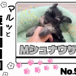 【 マルっと東川口日和No.95 】黒と銀の被毛に包まれた天真爛漫シュナちゃん!