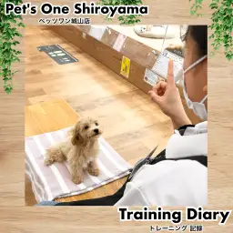 【 城山トレーニングダイアリー 】プーマルちゃんの初めてのトレーニング
