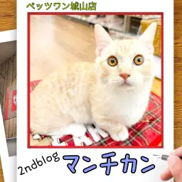【 マンチカン 】城山っ子成長報告！一押しにゃんこをご紹介