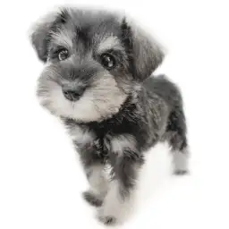 ミニチュア・シュナウザー