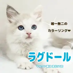 【 ラグドール 】カラーの入り方にご注目!唯一無二の模様を持った美しい男の子
