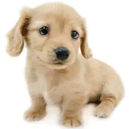 ミニチュア・ダックスフント