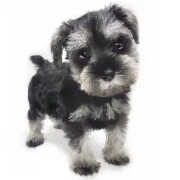 ミニチュア・シュナウザー