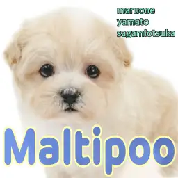 【 マルプー 】賢くてフレンドリー！トイプードルとマルチーズのMIXの男の子！