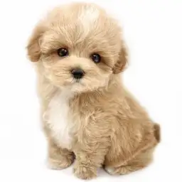 MIX（マルチーズ×トイプードル）