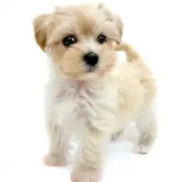 MIX（マルチーズ×トイプードル）