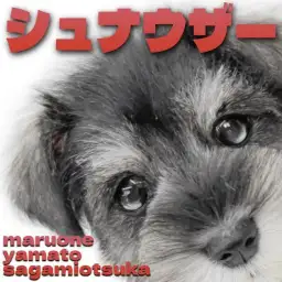 【 ミニチュアシュナウザー 】賢く愛らしいモノクロの最高のパートナーが大和市に！