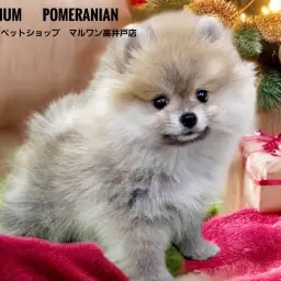 【 ポメラニアン 】お鼻が短い最強タヌキ顔のプレミアムポメ!丸い黄金体型は必見!