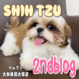 【 シーズー 】もうすぐワクチンプログラム完了！生後4ヶ月の癒され姿に大注目！