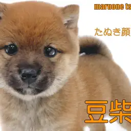 【 豆柴 】人気タイプのたぬき顔を見事に体現した女の子!