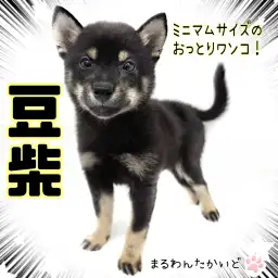 【 豆柴 】小さめサイズの黒豆柴くんは穏やかな性格の癒し系！