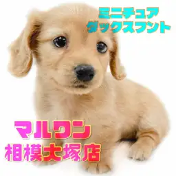 【 ミニチュアダックスフント 】見た目も性格も愛され力満点！魅力全開な短足女子