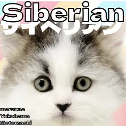 【 サイベリアン 】穏やかで甘えん坊!長毛猫サイベちゃんが登場!