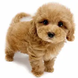 トイ・プードル