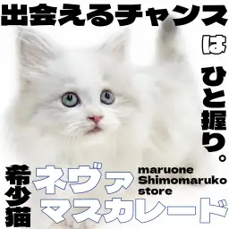 【 ネヴァマスカレード 】澄んだブルーの瞳に淡色のポイントカラーが魅力の希少猫！