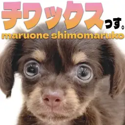 【 チワックス 】唯一無二のルックスと性格！チワワとダックスのMIX犬の男の子！