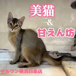 【 ソマリ 】犬のように懐く猫の魅力と成長記録