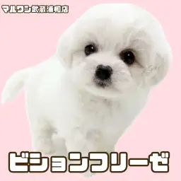 【 ビションフリーゼ 】見た瞬間に恋に落ちる！令和の極上の女の子が埼玉に登場