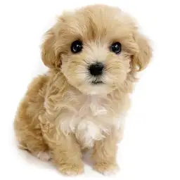 MIX（マルチーズ×トイプードル）