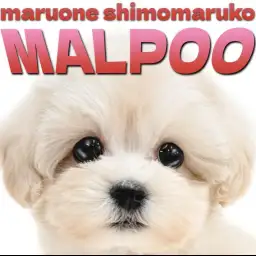 【 MIX 】大きな瞳とクリームカラーが美しい！ぬいぐるみミックス、マルプー降臨