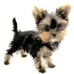 ヨークシャーテリア