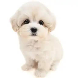 MIX（マルチーズ×トイプードル）